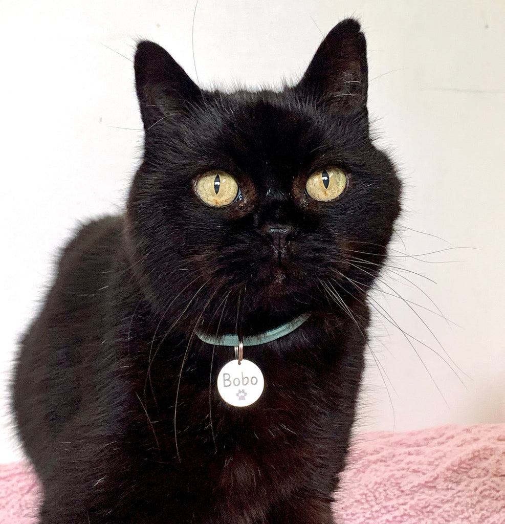 Pet name tag (cat)